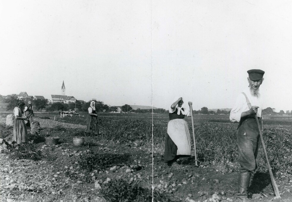 Familie Erb bei der Kartoffelernte, um 1900. 